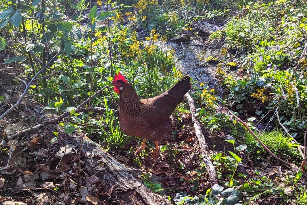 Farm Fresh Eggs |  Free-Range, Local Eggs | Buy Fresh Farm Eggs Online