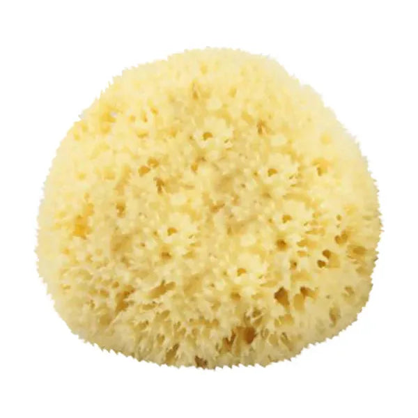 The Sponge Company - Natural Bathing Sea Sponge 