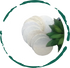 10-Pack Natural Loofah Pads  DestGlow