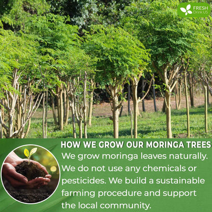 Moringa Leaf Tea Bags, 100% Natural &amp; Pure from Moringa Leaves. Loose Leaf Moringa Herbal Tea. Moringa Leaf Tea. No Sugar, No Caffeine, No Gluten, Vegan