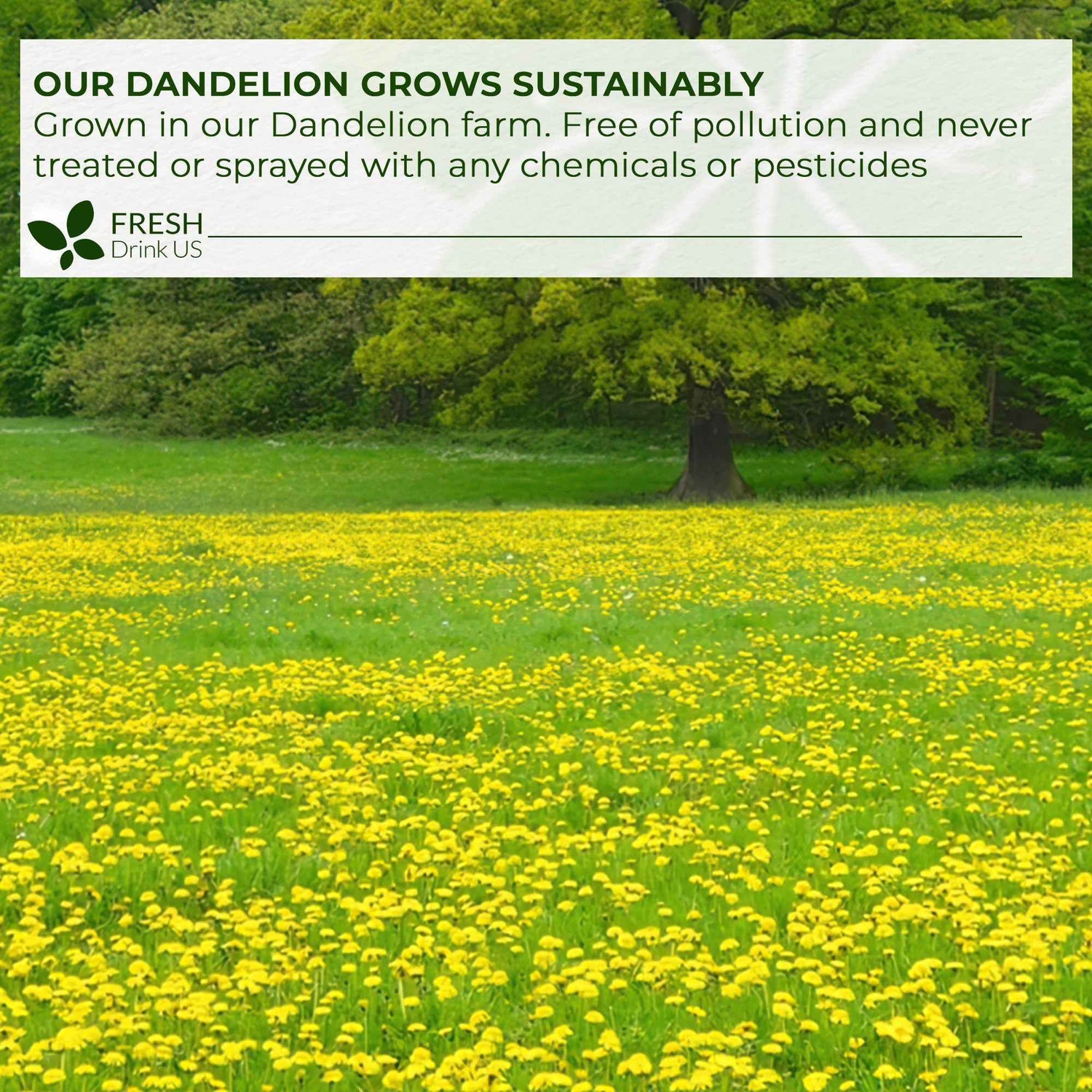 Dandelion Root Tea Bags, 100% Natural &amp; Pure from Dandelion Root, Eco-Conscious Tea Bags, Dandelion Root Herbal Tea. Dandelion Root Tea. No Sugar, No Caffeine, No Gluten, Vegan.