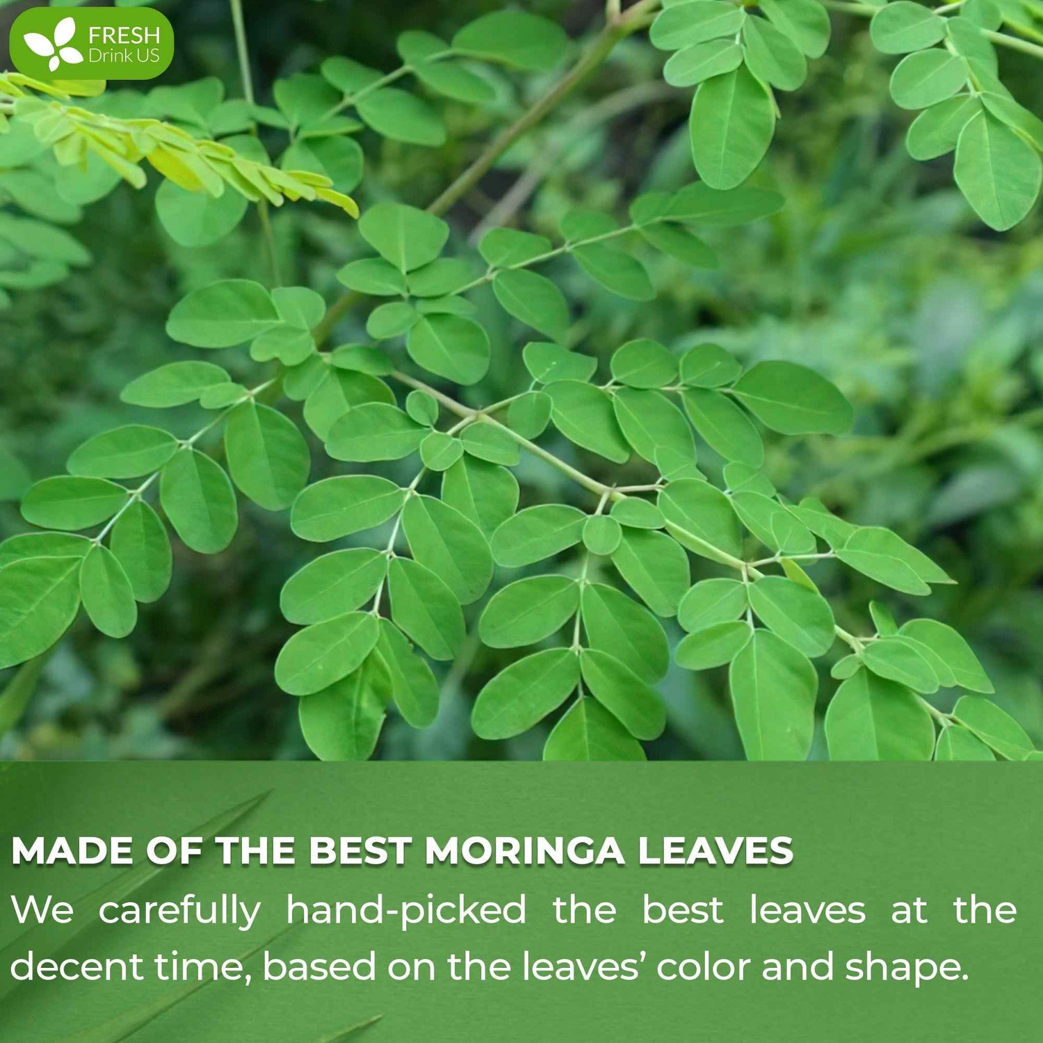 Moringa Leaf Tea Bags, 100% Natural &amp; Pure from Moringa Leaves. Loose Leaf Moringa Herbal Tea. Moringa Leaf Tea. No Sugar, No Caffeine, No Gluten, Vegan