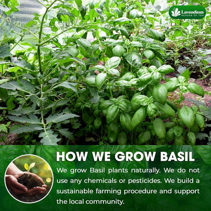 Premium Dried Basil – 100% Pure, Non-GMO, Gluten-Free, Vegan – Aromatic Culinary Herb for Cooking, Garnish, and Seasoning by FreshDrinkUS - Natural and Premium Herbal Tea