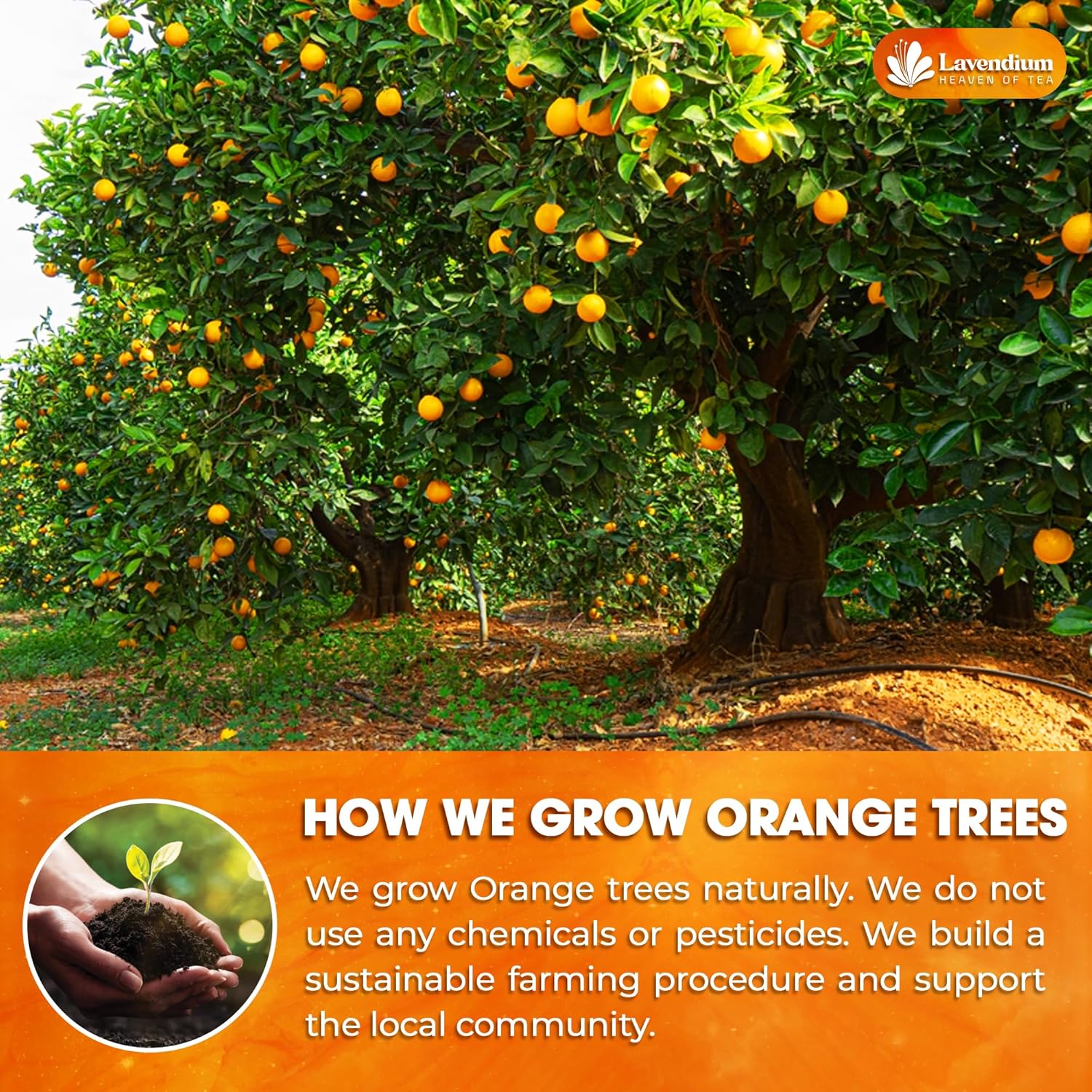 Premium Dried Orange Slices 6oz – Natural Dehydrated Citrus Wheels for Tea, Cocktails, Baking, Holiday Decorations, Potpourri, and Crafts. by FreshDrinkUS - Natural and Premium Herbal Tea