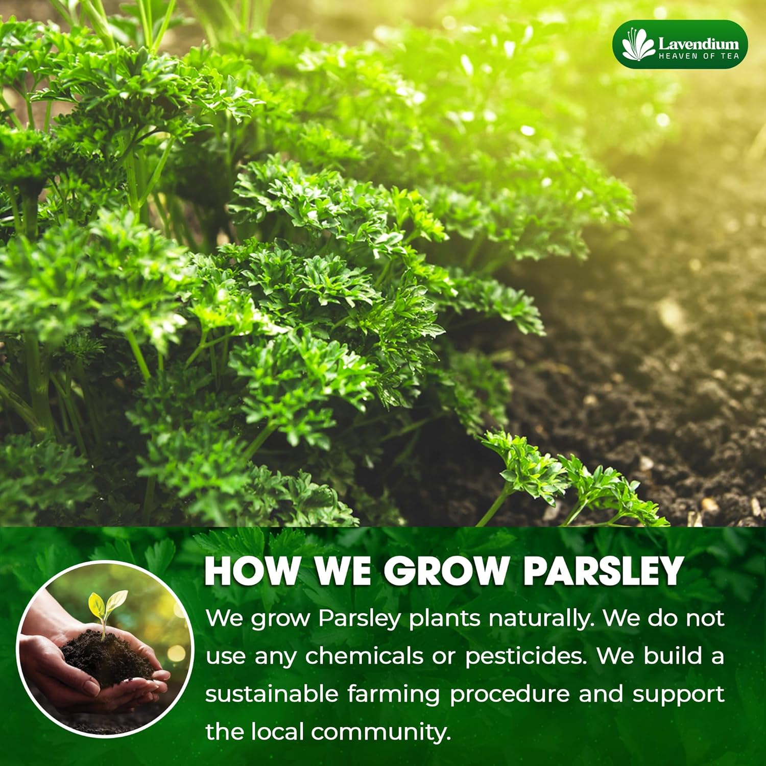 Premium Dried Parsley Leaves – 100% Pure, Non-GMO, Gluten-Free, Vegan – Aromatic Culinary Herb for Cooking, Garnish, and Seasoning by FreshDrinkUS - Natural and Premium Herbal Tea