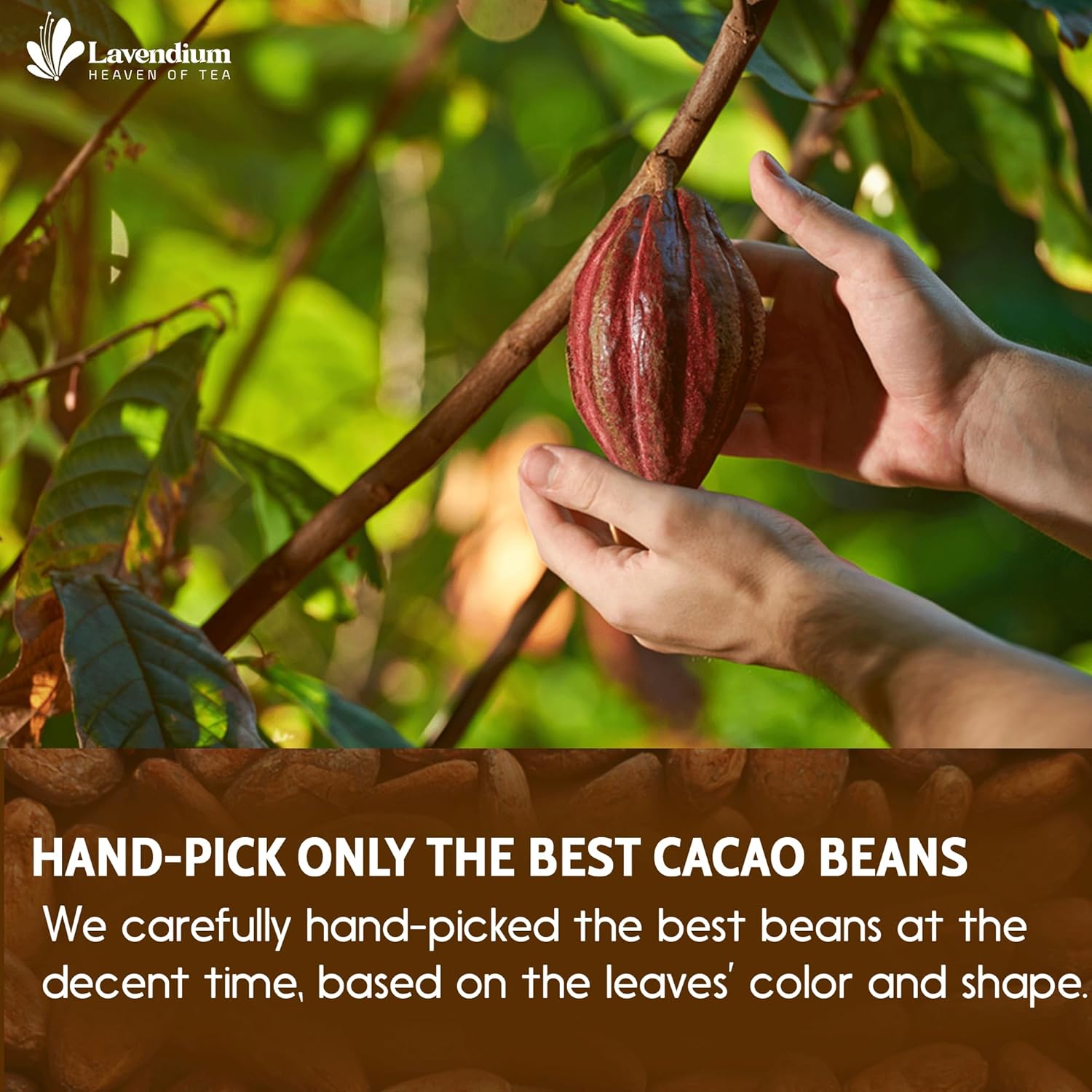 Cacao Powder, 25oz (1.56 lbs), 100% Natural &amp; Pure, Unsweetened, Rich Chocolate Flavor, Perfect for Baking &amp; Smoothies