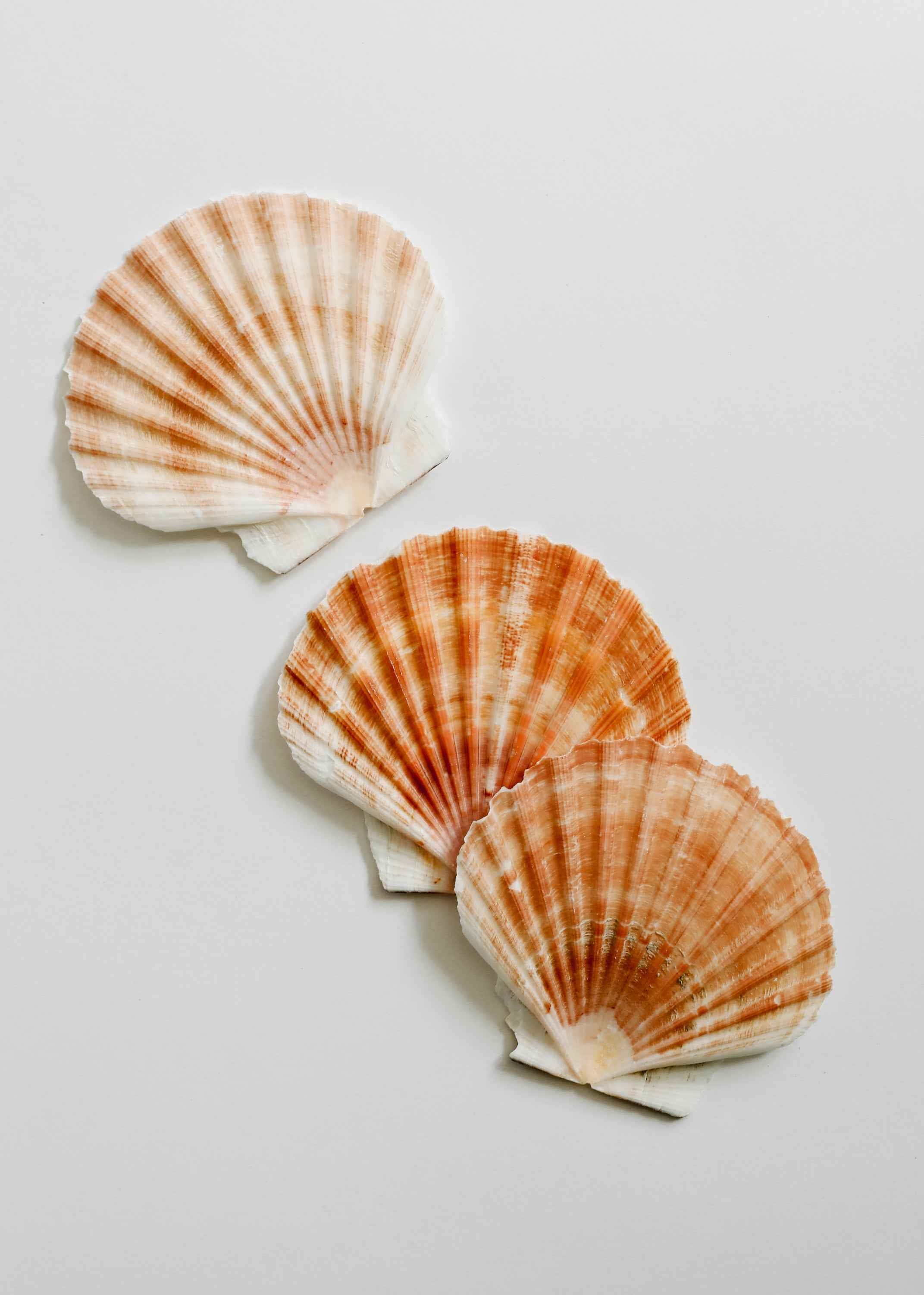 Sea Shell