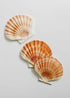 Sea Shell