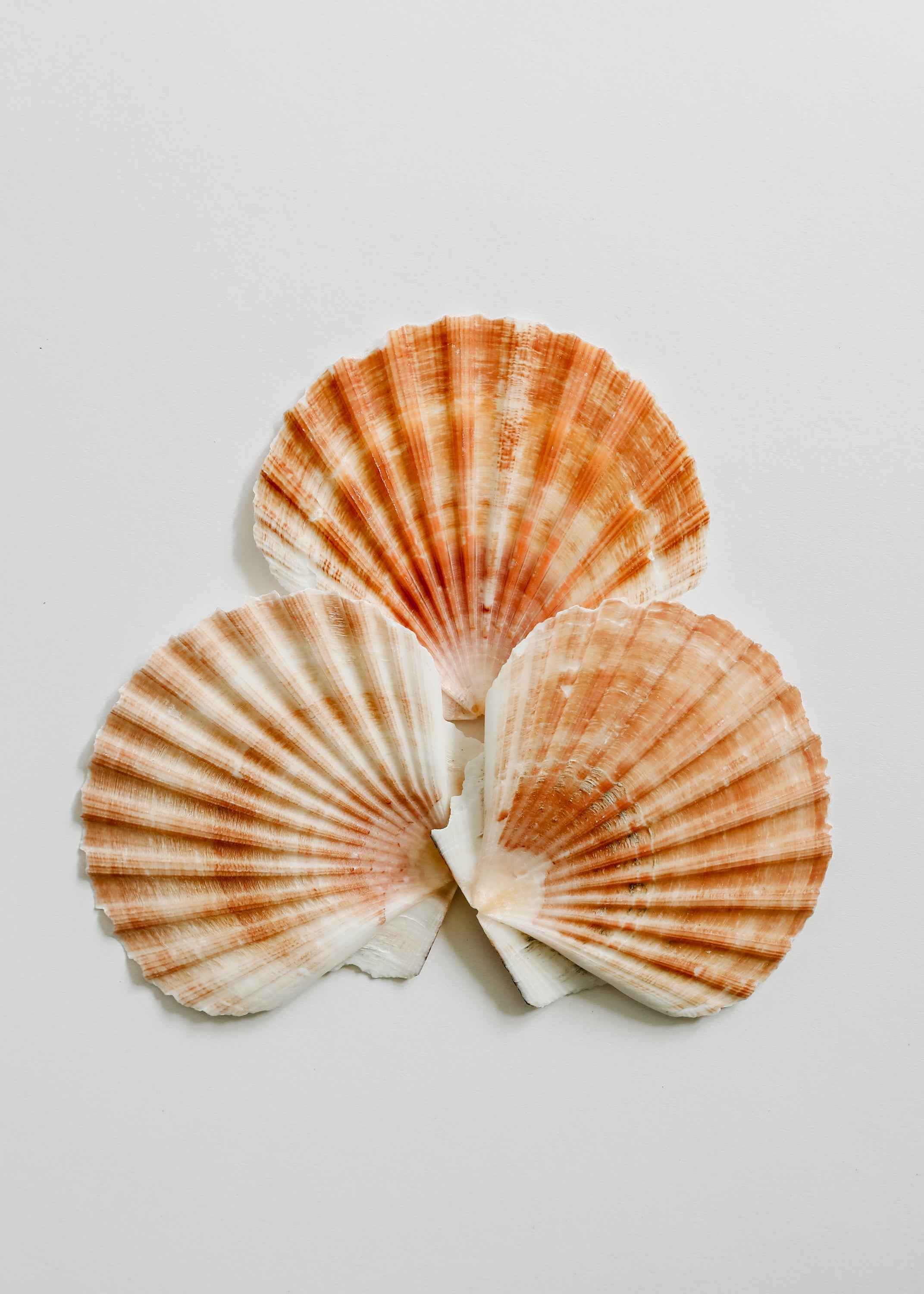 Sea Shell