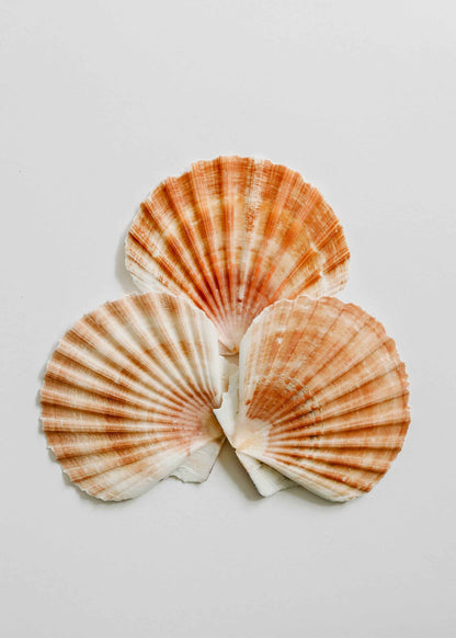Sea Shell