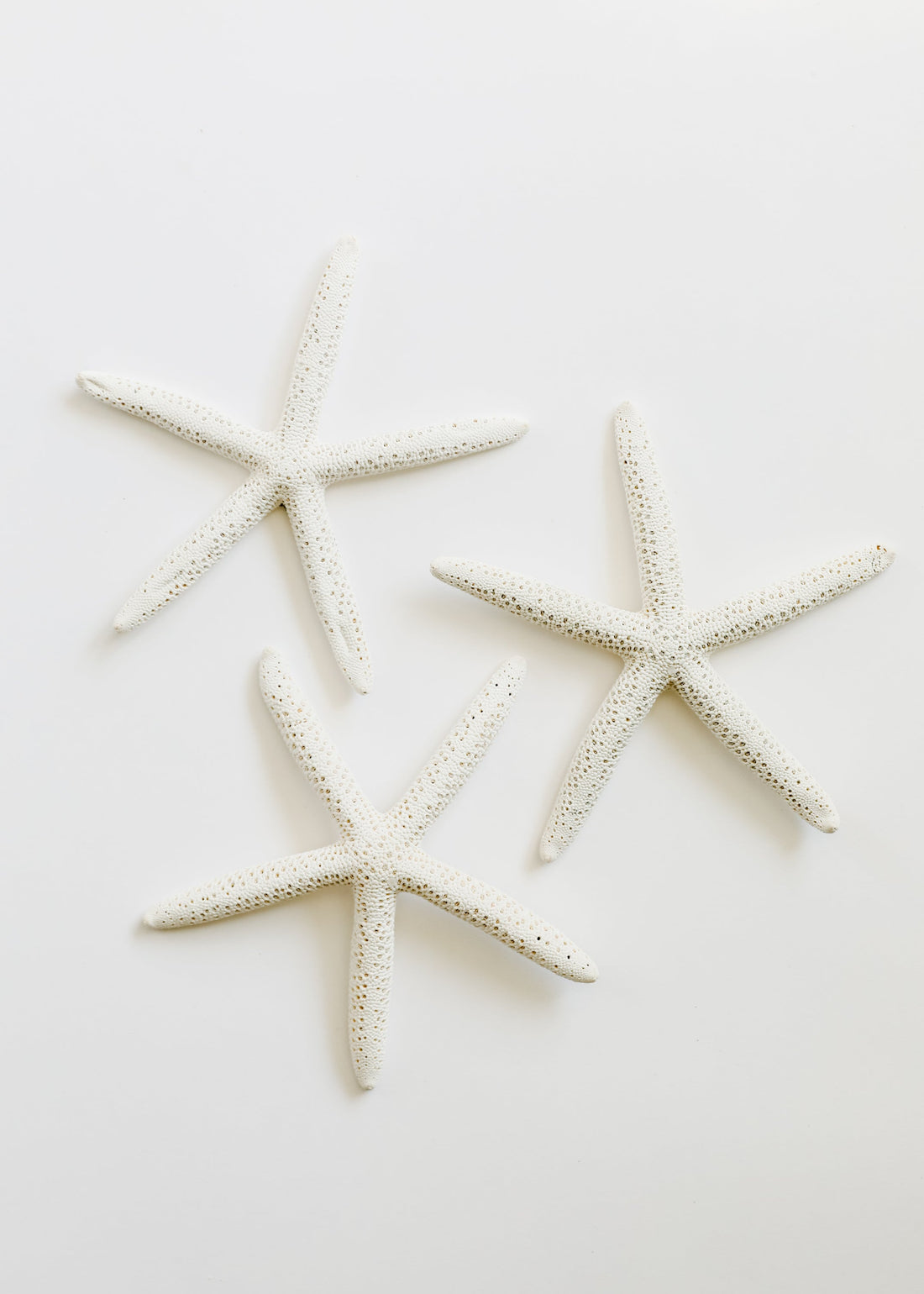 Starfish by CanyonLeaf