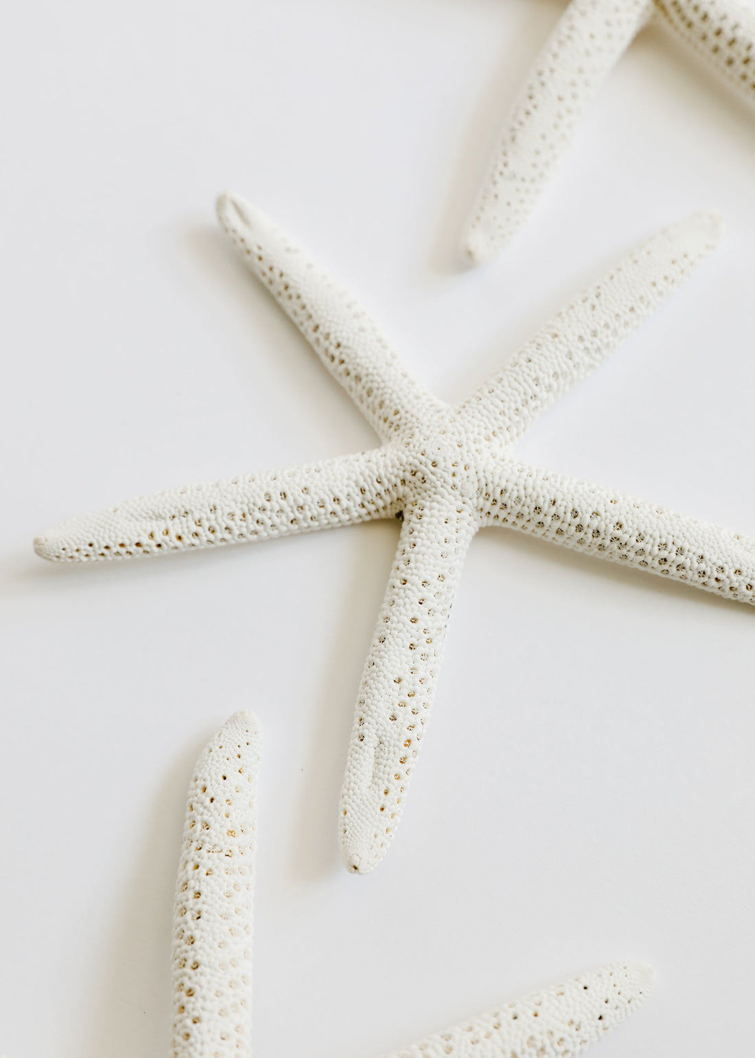 Starfish by CanyonLeaf
