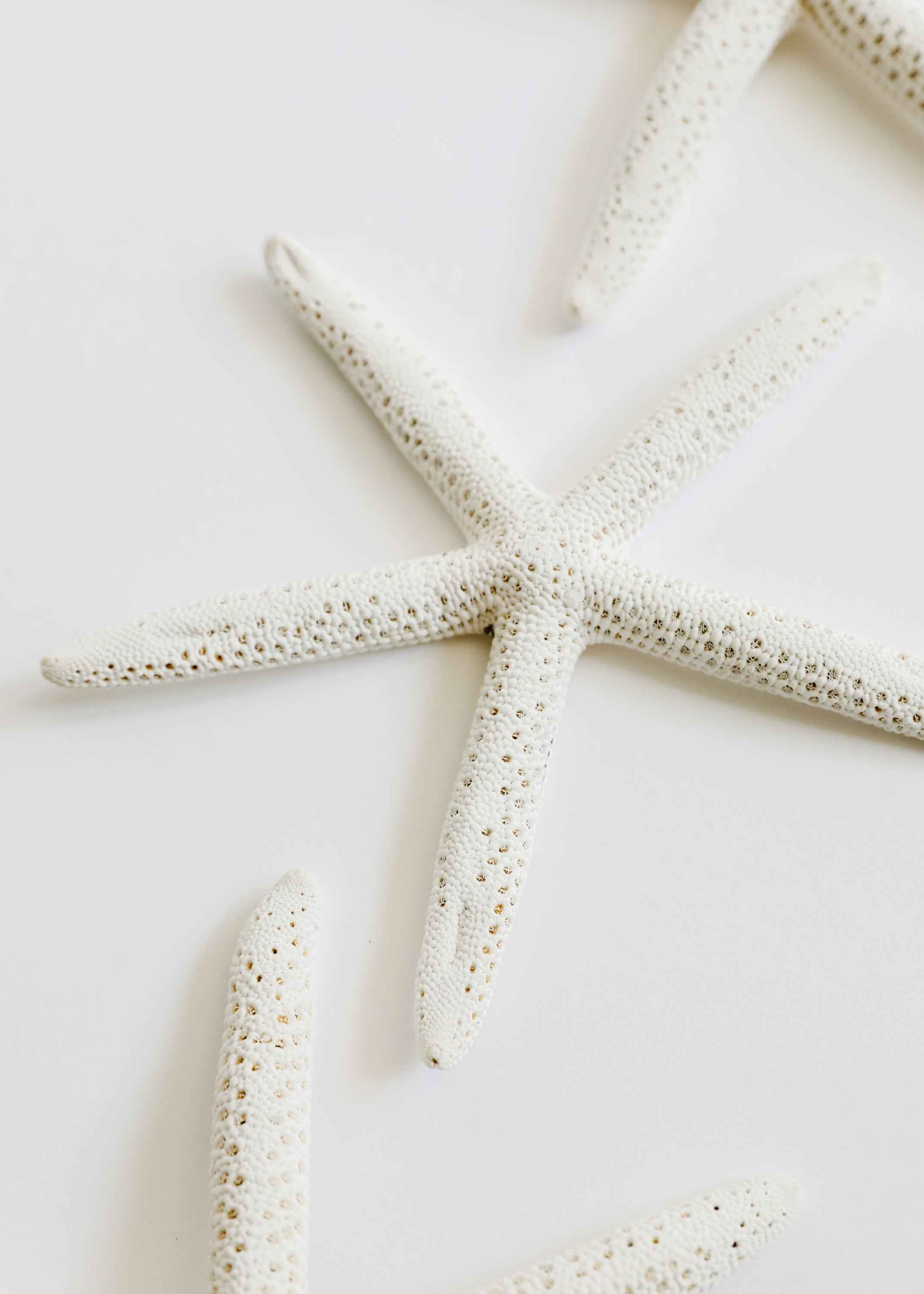 Starfish