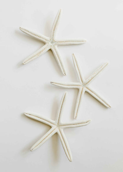 Starfish