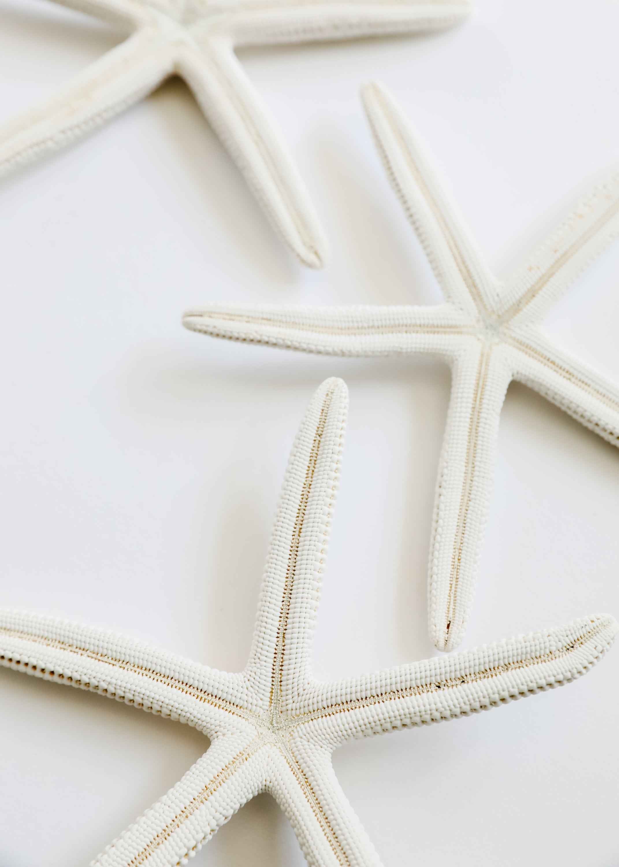Starfish