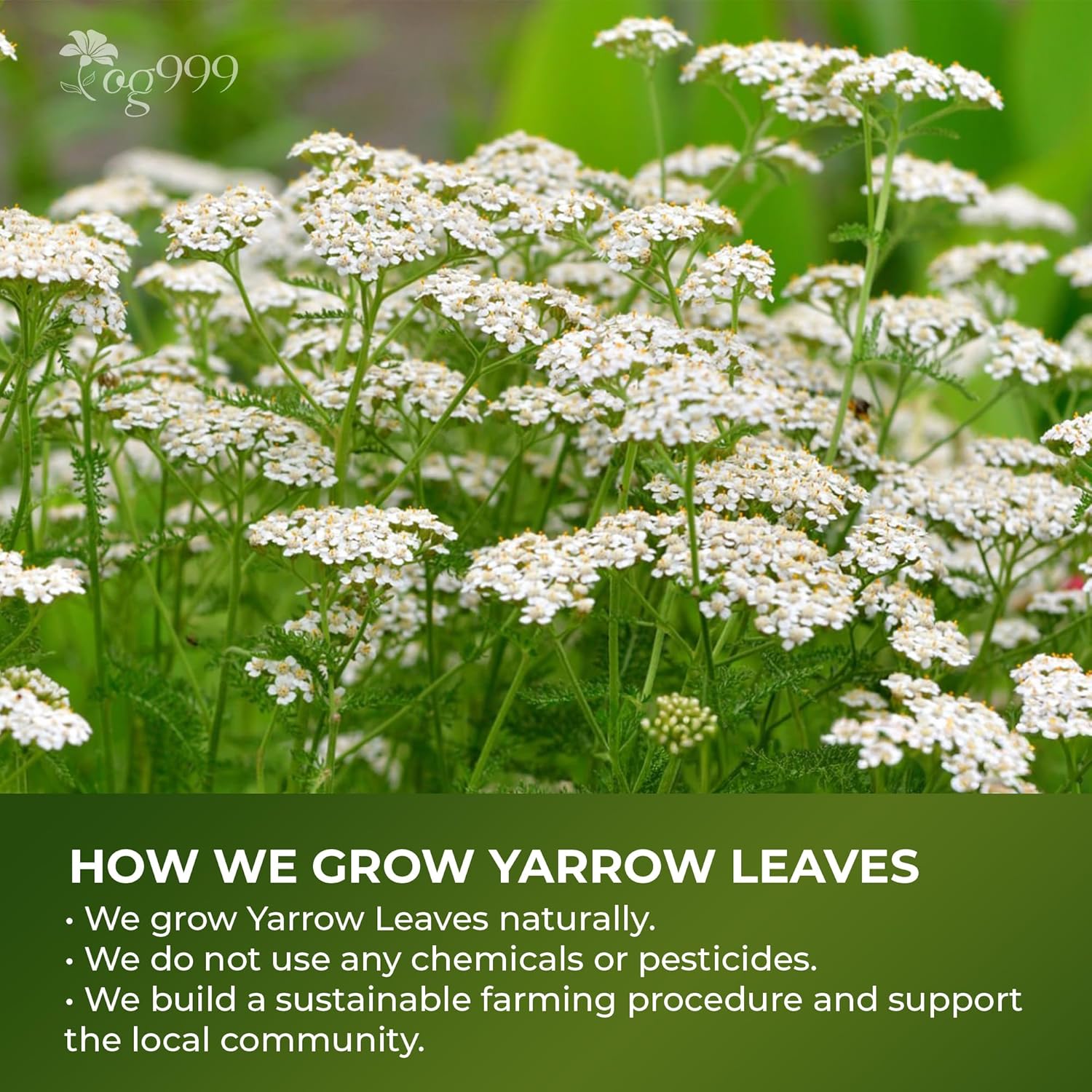Premium Yarrow Tea Leaves | Naturally Aromatic, Freshly Packed Loose Leaf Yarrow by FreshDrinkUS - Natural and Premium Herbal Tea
