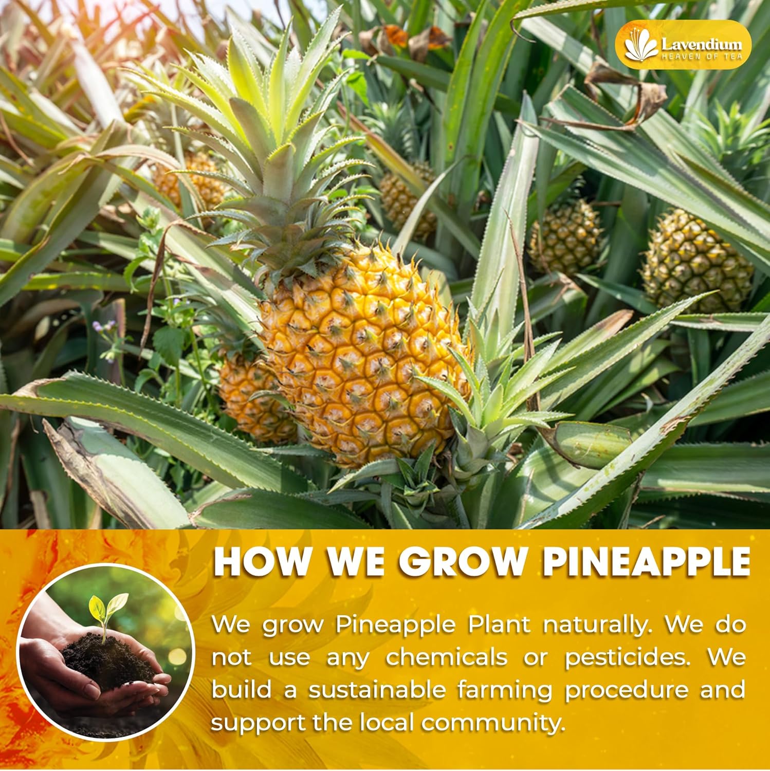 Dried Pineapple Slices 6oz – Premium Quality, Naturally Sweet &amp; Tangy by FreshDrinkUS - Natural and Premium Herbal Tea
