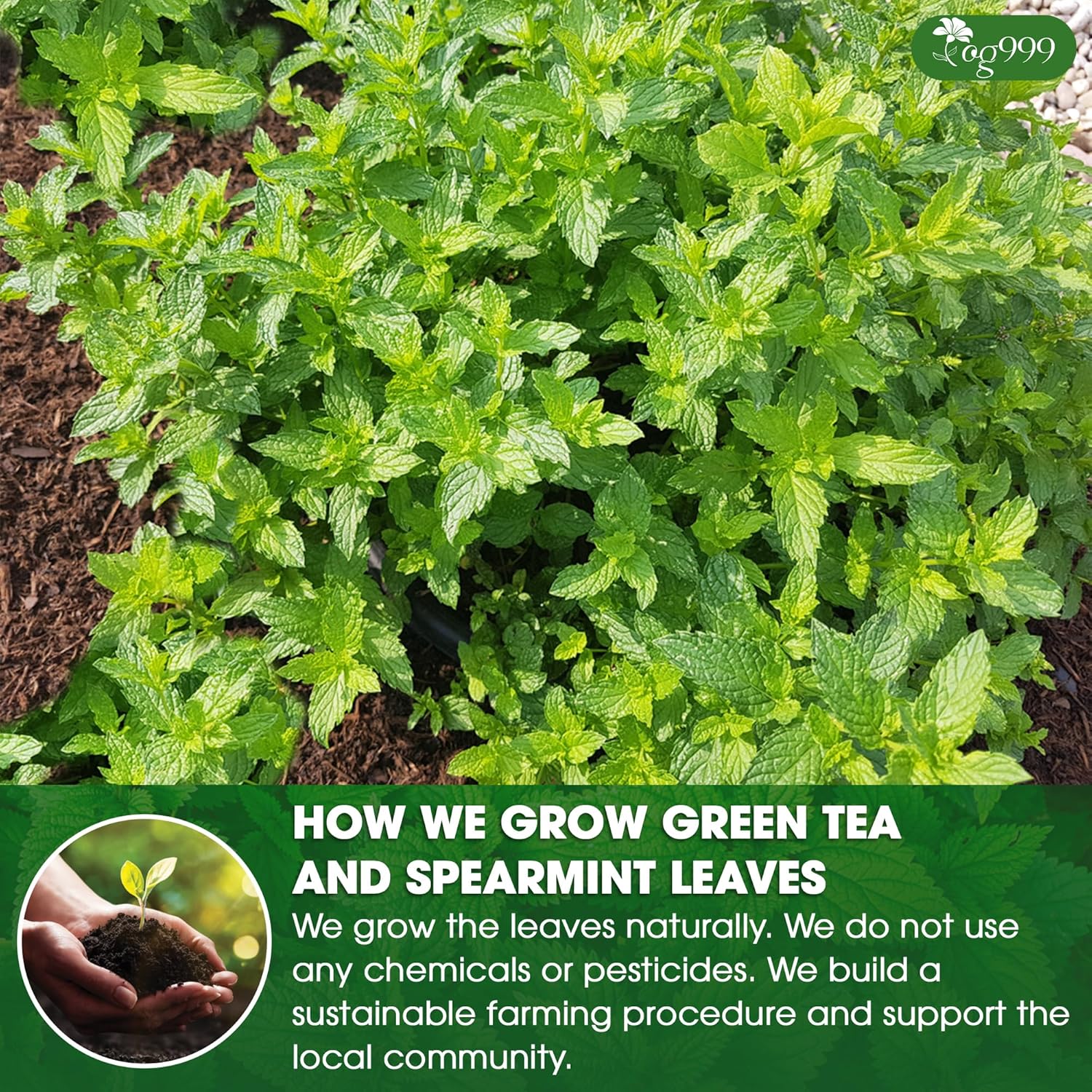 Premium Moroccan Mint Green Tea | Traditional Green Tea with Spearmint – Premium Quality Herbal Blend. by FreshDrinkUS - Natural and Premium Herbal Tea