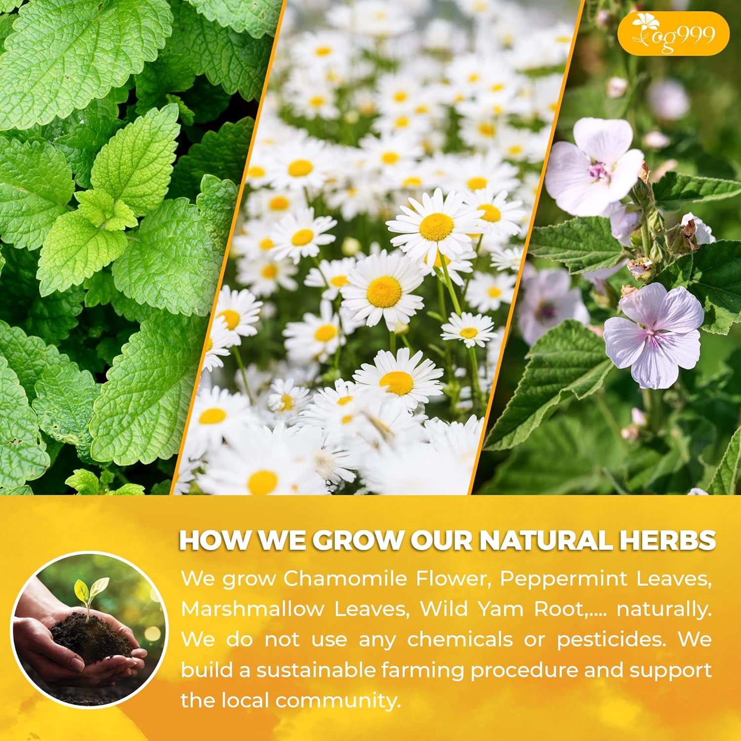 Premium Diverticulitis Tea Bags | 100% Natural Chamomile, Peppermint, Marshmallow Leaf, Wild Yam Root, Licorice &amp; Ginger Herbal Blend by FreshDrinkUS - Natural and Premium Herbal Tea