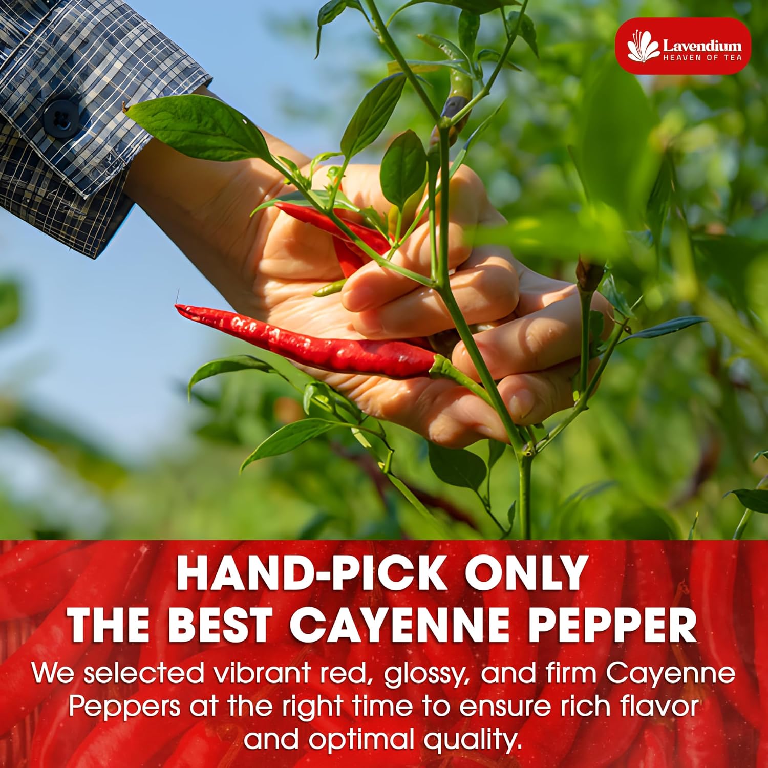 Premium Cayenne Pepper Powder– Pure Ground Red Pepper, Bold and Spicy Flavor by FreshDrinkUS - Natural and Premium Herbal Tea