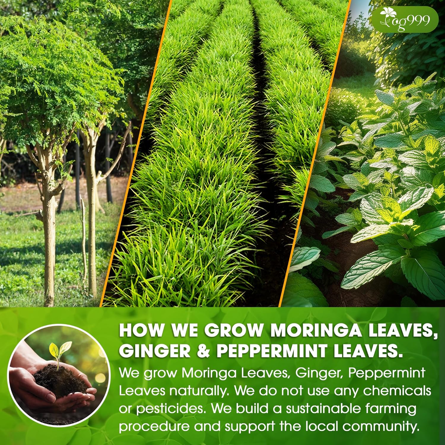 Premium Moringa Ginger Peppermint Herbal Tea by FreshDrinkUS - Natural and Premium Herbal Tea