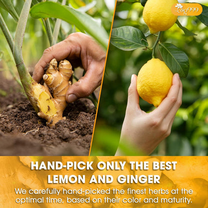 Premium Lemon, Ginger Herbal Blend Tea Bag | Improve Digestion, Support Brain, Weight, Skin and Sleep, Eco-Conscious Tea Bags by FreshDrinkUS - Natural and Premium Herbal Tea