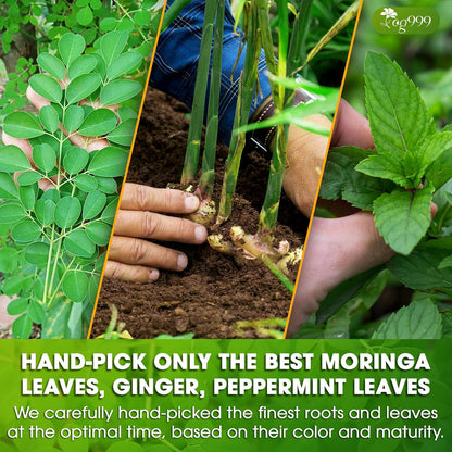 Premium Moringa Ginger Peppermint Herbal Tea by FreshDrinkUS - Natural and Premium Herbal Tea