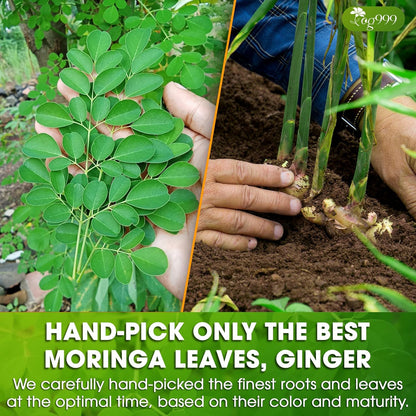 Premium Moringa Ginger Herbal Tea by FreshDrinkUS - Natural and Premium Herbal Tea