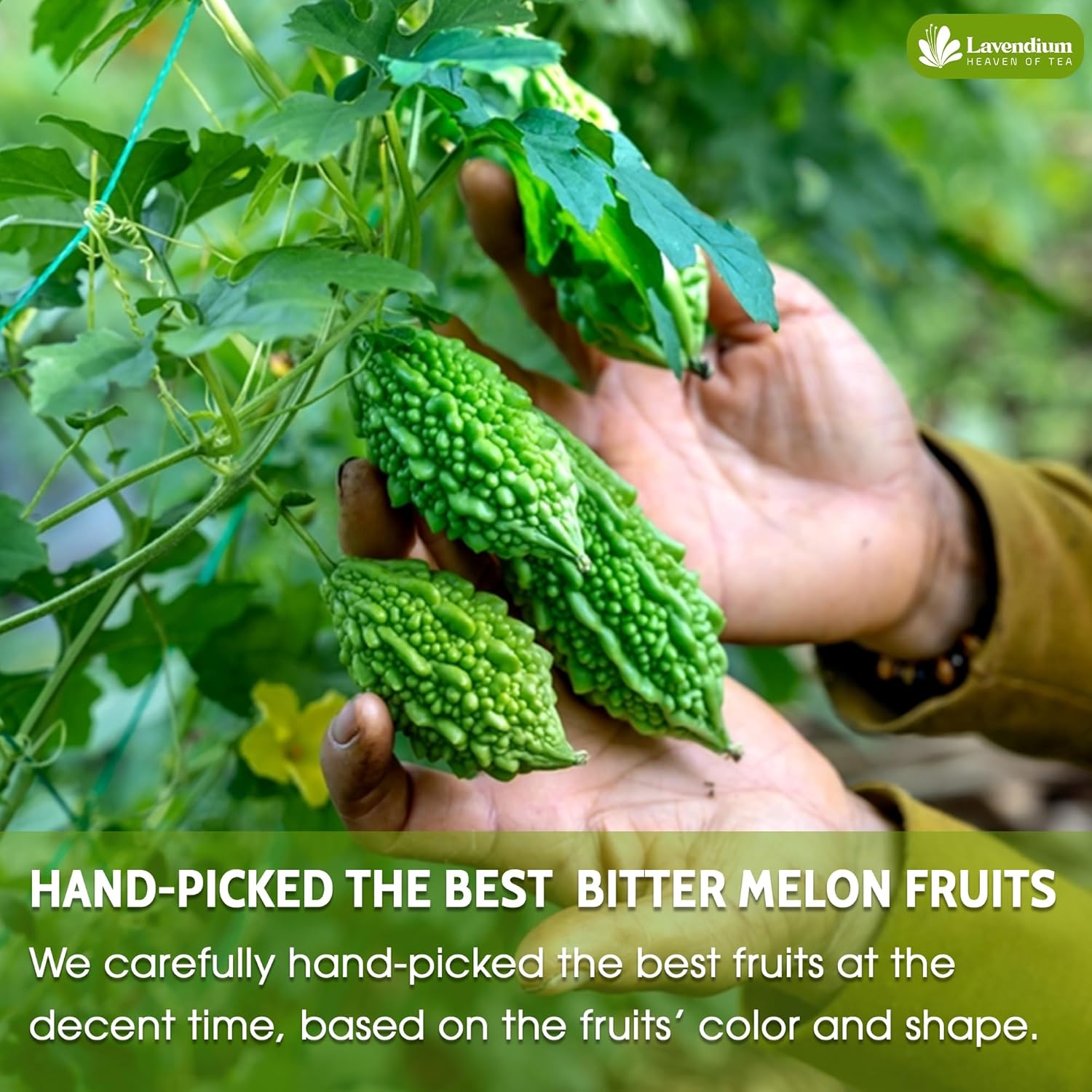 Bitter Melon Tea Bags, 100% Natural, Pure Bitter Melon. Bitter Melon Herbal Tea. Bitter Melon Fruit Tea. No Sugar, No Caffeine, No Gluten, Vegan