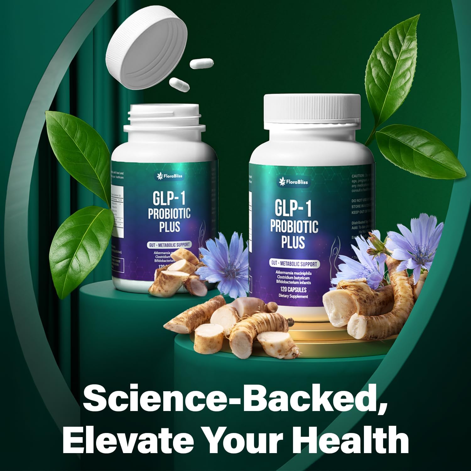 Probiotic Capsules - 900 Million AFU of Akkermansia, Clostridium, Bifidobacterium. Added Prebiotic Chicory and Green Tea Exact. by FreshDrinkUS - Natural and Premium Herbal Tea