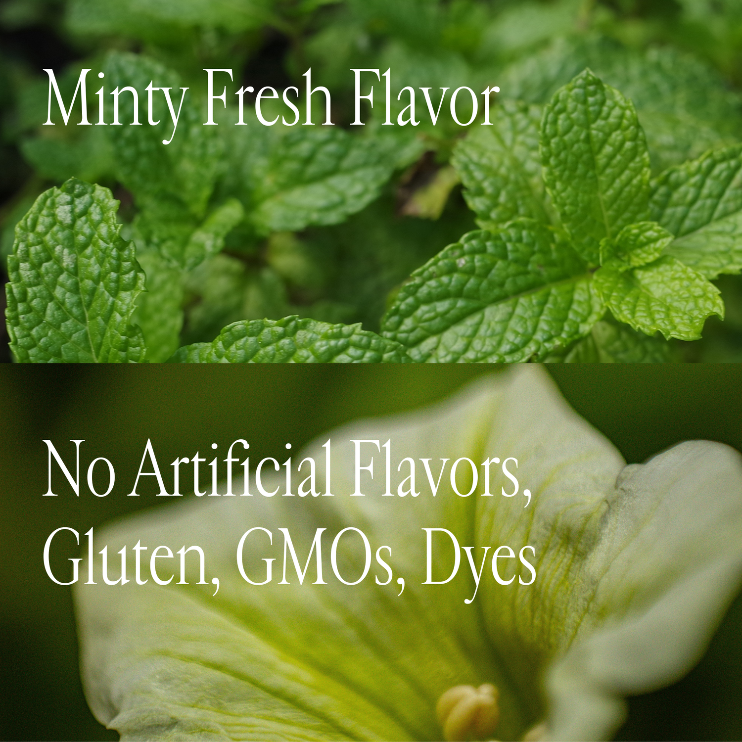 Advanced Oral Probiotic Mint