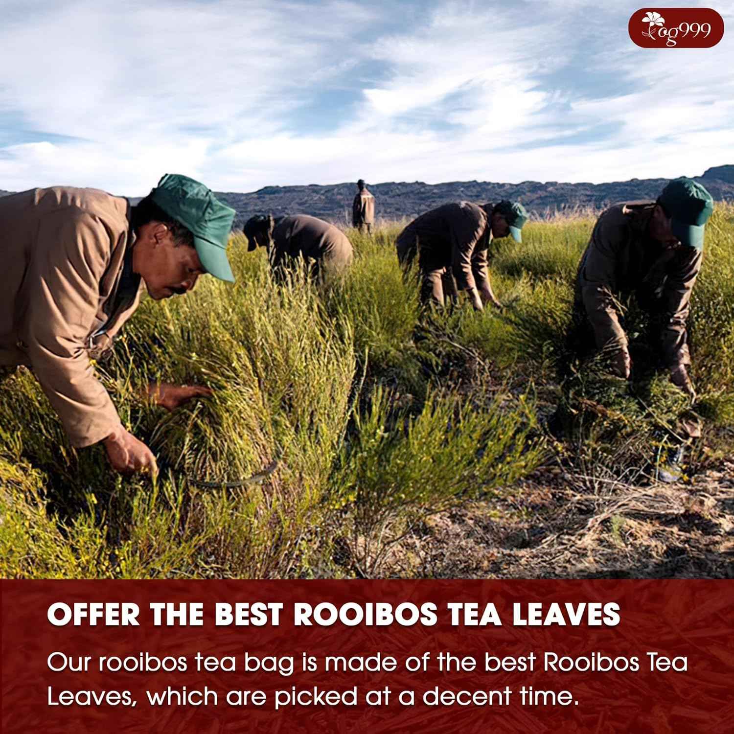 Premium Red Rooibos Tea Bags, 100% Natural &amp; Pure from Rooibos Tea Leaves. Loose Leaf Rooibos Herbal Tea. Made with Natural Material Tea Bags. No Sugar, No Caffeine, No Gluten, Vegan.