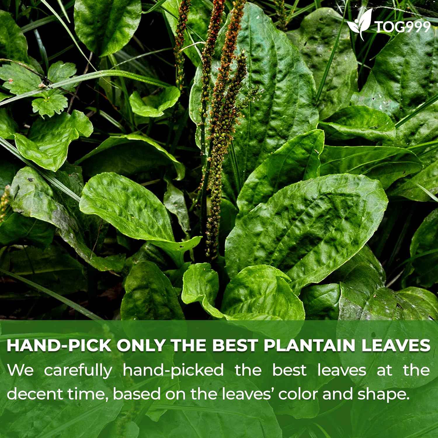 Plantain Leaf Tea Bags, 100% Natural &amp; Pure Plantain Leaves. Loose Leaf Plantain Herbal Tea. Plantain Leaf Tea. No Sugar, No Caffeine, No Gluten, Vegan.