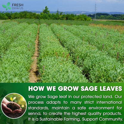 Sage Leaf Tea Bags, 100% Natural &amp; Pure from Sage Leaves. Loose Leaf Sage Herbal Tea. Sage Leaf Tea. Made with Natural Material Tea Bags. No Sugar, No Caffeine, No Gluten, Vegan. by FreshDrinkUS - Natural and Premium Herbal Tea