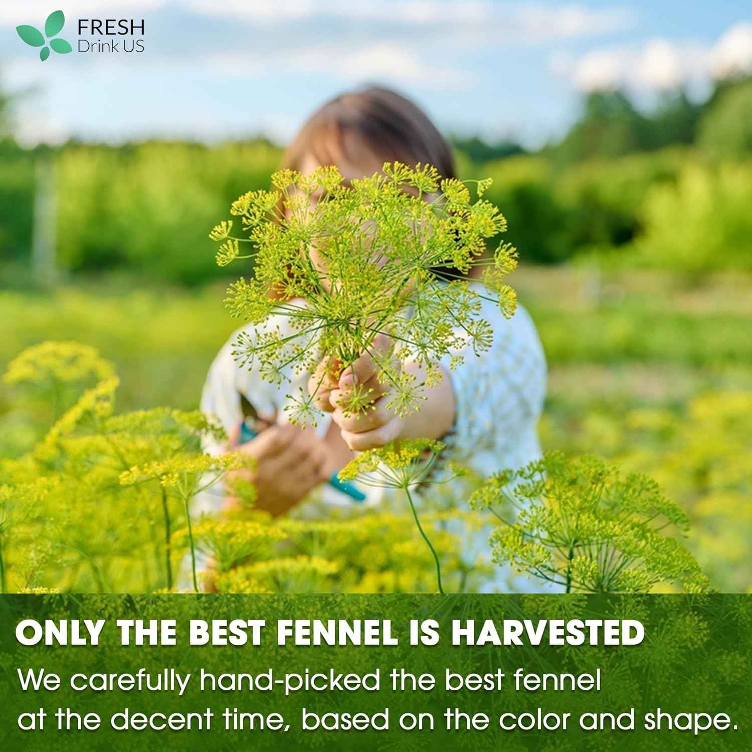 Premium Fennel Tea Bags, 100% Natural &amp; Pure from Fennel Seeds. Fennel Seed Herbal Tea. Fennel Seed Tea. Made with Natural Material Tea Bags. No Sugar, No Caffeine, No Gluten, Vegan.