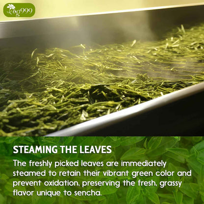 Premium Sencha Green Tea Bags, 100% Natural &amp; Pure from Sencha Green Tea Leaves