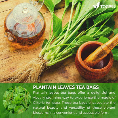 Plantain Leaf Tea Bags, 100% Natural &amp; Pure Plantain Leaves. Loose Leaf Plantain Herbal Tea. Plantain Leaf Tea. No Sugar, No Caffeine, No Gluten, Vegan.