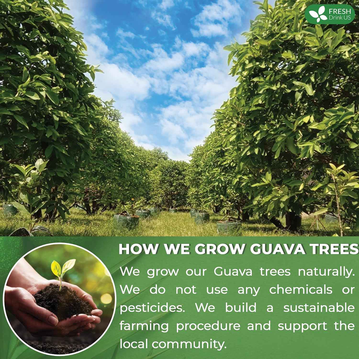 Premium Guava Leaf Tea Bags