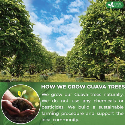 Premium Guava Leaf Tea Bags