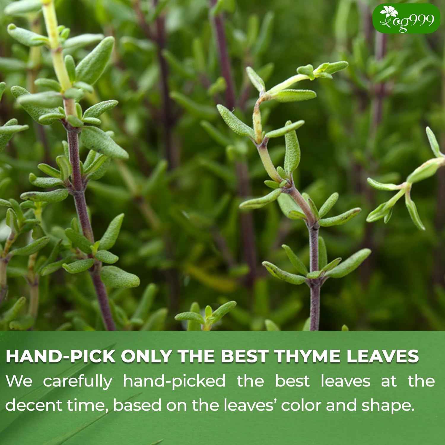 Premium 40 Thyme Leaf Tea Bags, 100% Natural &amp; Pure, Loose Leaf Herbal Tea.