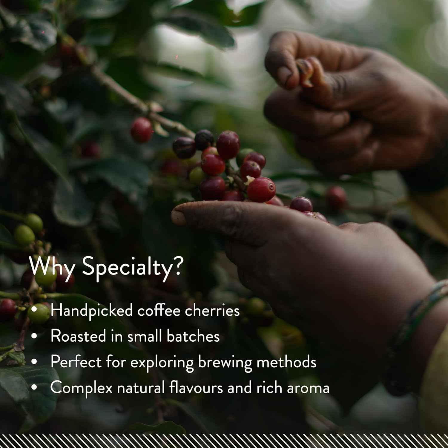 Blue Tokai Coffee Roasters Attikan Estate