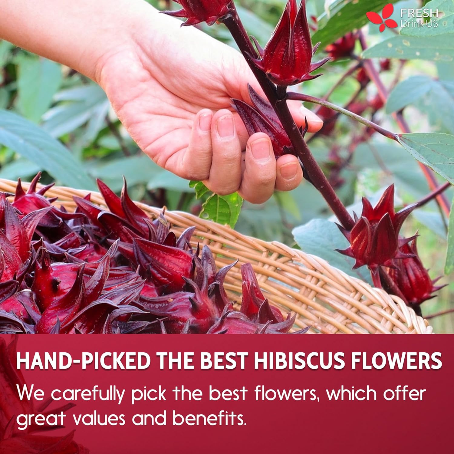 Hibiscus Dried Flowers, Tea Bags, 100% Natural, Pure from Hibiscus Flowers. Loose Flower Hibiscus Herbal Tea. Hibiscus Flower Tea. No Sugar, No Caffeine, No Gluten, Vegan. by FreshDrinkUS - Natural and Premium Herbal Tea
