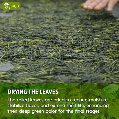 Premium Sencha Green Tea Bags, 100% Natural &amp; Pure from Sencha Green Tea Leaves