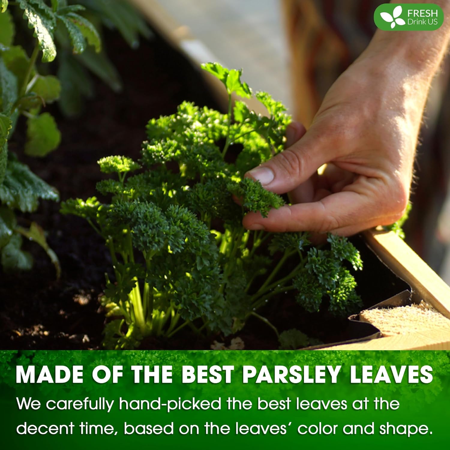 Premium Parsley Leaf Tea Bags, 100% Natural &amp; Pure from Parsley Leaves. by FreshDrinkUS - Natural and Premium Herbal Tea