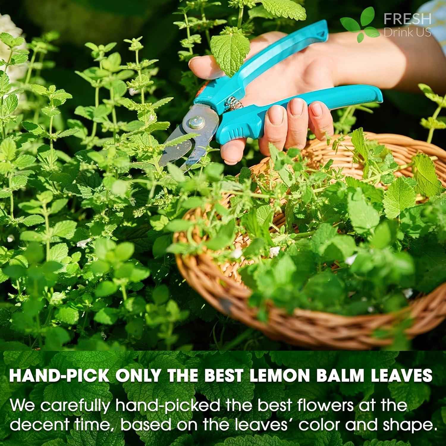 Premium Lemon Balm Leaf Tea Bags, 100% Natural &amp; Pure from Lemon Balm Leaves. Loose Leaf Lemon Balm Herbal Tea. Lemon Balm Leaf Tea. No Sugar, No Caffeine, No Gluten, Vegan.