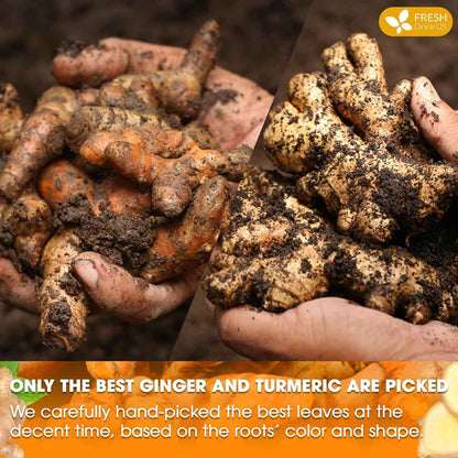 Premium Ginger Turmeric Tea Bags, Hand-made Blend of Ginger and Turmeric Herbal Tea, Eco-conscious Tea Bags. No Sugar, No Caffeine, No Gluten, Vegan.