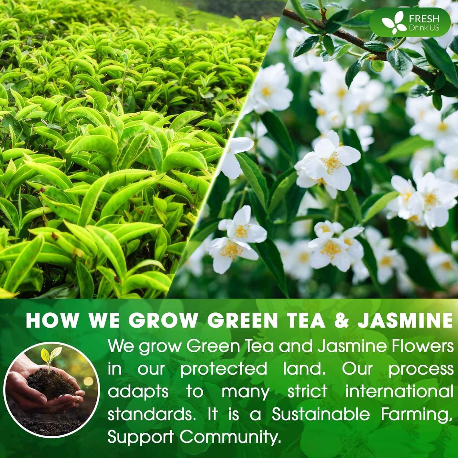 Premium Jasmine Green Tea Bags. Jasmine Green Herbal Tea. Made with Natural Material Tea Bags. No Sugar, No Gluten, Vegan.