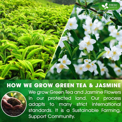 Premium Jasmine Green Tea Bags. Jasmine Green Herbal Tea. Made with Natural Material Tea Bags. No Sugar, No Gluten, Vegan.