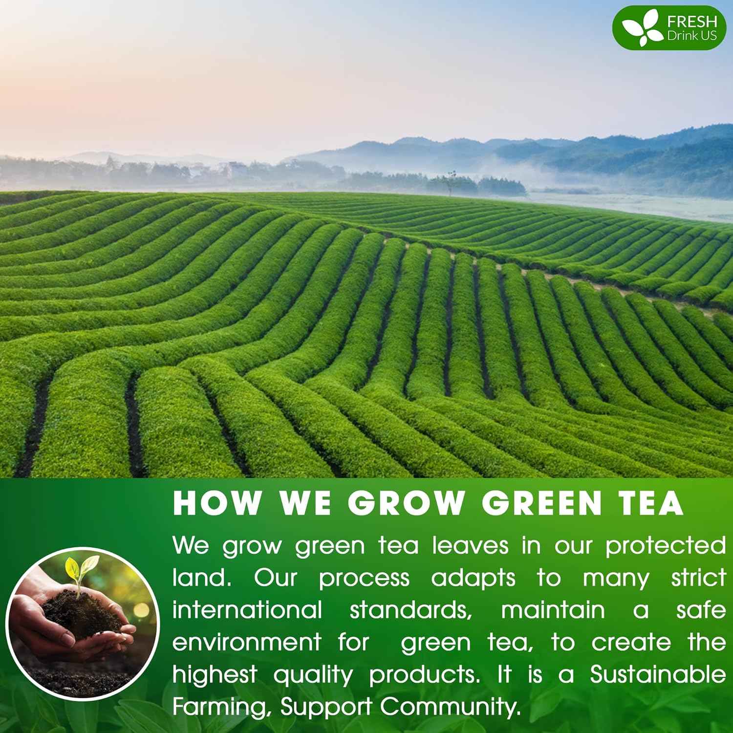 Premium Green Tea Bags, 100% Natural &amp; Pure from Green Tea. Green Herbal Tea. No Sugar, No Gluten, Vegan