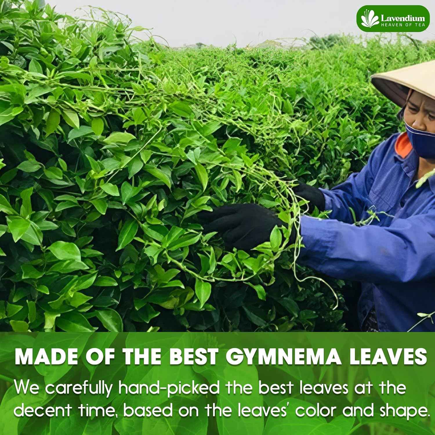 Premium Gymnema Leaf Tea Bags for Diabetics, 100% Natural &amp; Pure from Gymnema Leaves.